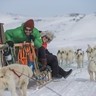 Hounds of snow on Greenland