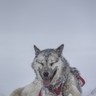 Hounds of snow on Greenland
