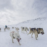 Hounds of snow on Greenland