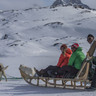 Hounds of snow on Greenland
